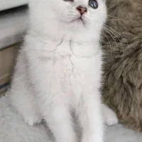 تربیت شده های خوشگل|گربه|زنجان, |دیوار