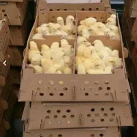 جوجه گوشتی راس