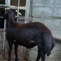 بره قوچیقره قزل|حیوانات مزرعه|چناران, |دیوار