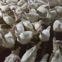 بوقلمون گوشتی|حیوانات مزرعه|مشگین شهر, |دیوار