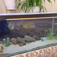 آکواریوم و ماهی