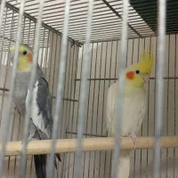 ۸جفت عروس هلندی|پرنده|تهران, جی|دیوار