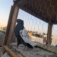 سینه ای|پرنده|اصفهان, منتظرالمهدی|دیوار
