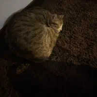 گربه خونگی|گربه|گلبهار, شهر جدید گلبهار|دیوار