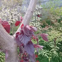 نهال فندق قرمز|گل و گیاه طبیعی|نشتارود, |دیوار