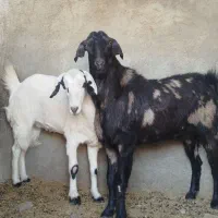 بز نژاد عربی سومالی