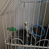 فروش عروس هلندی|پرنده|پاکدشت, پاکدشت (مامازند)|دیوار