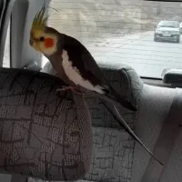 گمشده
