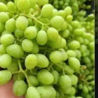 غوره