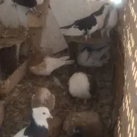 کفتر رنگه پای هم