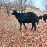 قوچ قره قزل چال|حیوانات مزرعه|ایجرود, |دیوار