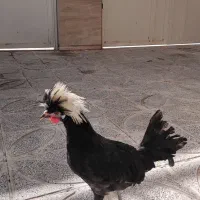 مرغ خروس|حیوانات مزرعه|کرمانشاه, |دیوار