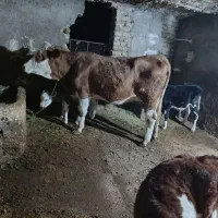 دو عدد گوساله نر با یک گاو سمنتال|حیوانات مزرعه|قیدار, |دیوار