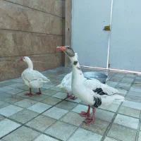 غاز|حیوانات مزرعه|دهلران, |دیوار