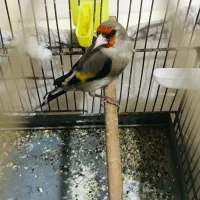 سهره دورگ نر|پرنده|ری, شهید بهشتی|دیوار