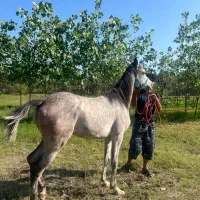 اسب عرب کره نریان