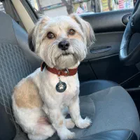 سگ‌ نر گمشده|حیوانات|تهران, کیانشهر|دیوار