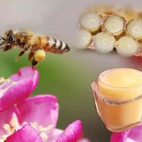 ژل رویال خالص دامنه سبلان(خریدمستقیم از زنبوردار)