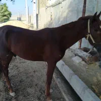 حیوانات گمشده