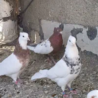 چندعدد‌طوقی‌باناور‌دمسفید‌‌دم‌سیاه