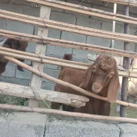 گاو گوساله فروشی