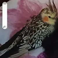 عروس هلندی گم شده