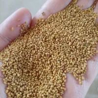 عرضه و فروش تخم یونجه