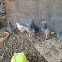 کبوتر
