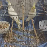 عروس هلندی|پرنده|بندرعباس, |دیوار