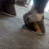 خدمات نعلبندی اسب بصورت تخصصی