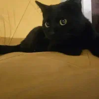 گربه واگذاری