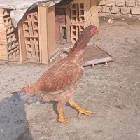 مرغ لاری|حیوانات مزرعه|تهران, میدان میوه و تره‌بار مرکزی|دیوار