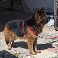 سگ ژرمن شپرد نرتربیت شده کامل