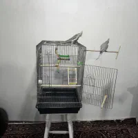 عروس هلندی|پرنده|گالیکش, |دیوار