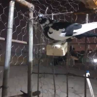 نر ابلق پیسه کم یاب دوری دوری|پرنده|شوشتر, |دیوار