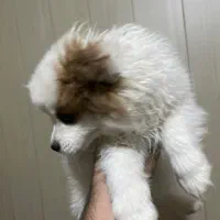 حیوان خانگی