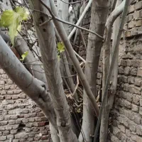 خریدار درخت انجیر