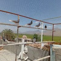 نروماده شهری