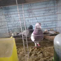 پرشی تضمینی