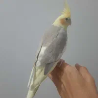 عروس هلندی سخنگو|پرنده|اراک, |دیوار