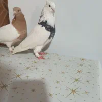 کبوتر|پرنده|امیدیه, |دیوار