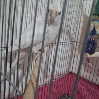 جفت عروس هلندی با ۵ تخم