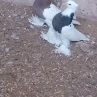 کفترطوقی|پرنده|زیرکوه, |دیوار