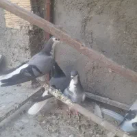 کفترسیاه پشت