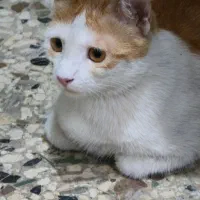 گربه ۱ ساله با یک طوله ۴۵ روزه