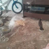 مینا جوان باهوش دستی|پرنده|زرقان, |دیوار