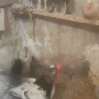 خروس محلی|حیوانات مزرعه|شیراز, ده پیاله|دیوار