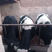 فروش گوساله های هلشتایین