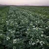 فروش زمین کشاورزی آبی ، مزرعه ، چاه موتور آب برقی