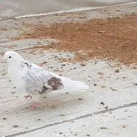 تهرونی چش نوک|پرنده|فارسان, |دیوار